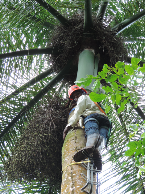 A climber nearing a nest at the top of a palm tree